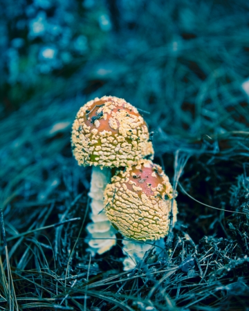 Eric Cahan, Amanida think bout it, 2021