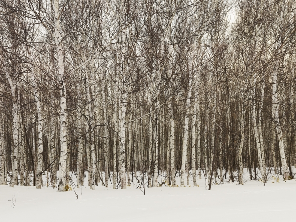 Josef Hoflehner<br /> <em>Birch Forest, Japan,&nbsp;</em>2012<br /> Archival pigment ink prints<br /> 32 x 41" &nbsp; &nbsp;Edition of 7<br /> 44 x 57" &nbsp; &nbsp;Edition of 9<br /> 62 x 82" &nbsp; &nbsp;Edition of 5<br /> <br />