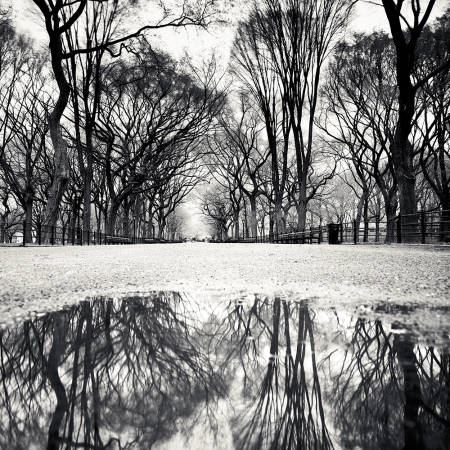 Josef Hoflehner<br /> <em>Central Park, New York City, New York, &nbsp;</em>2009<br /> Archival pigment ink prints<br /> 12 x 12" &nbsp; &nbsp;Edition of 15<br /> 20 x 20" &nbsp; &nbsp;Edition of 10<br /> 40 x 40" &nbsp; &nbsp;Edition of 5<br /> 60 x 60" &nbsp; &nbsp;Edition of 5<br /> <br />