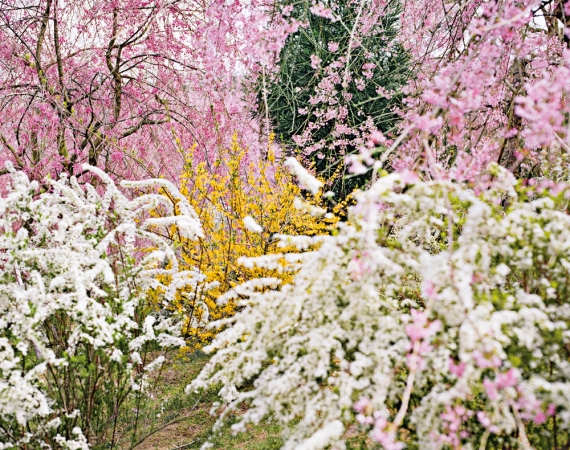 Jacqueline Hassink<br /> <em>Haradani-en 1 ,&nbsp;Northwest Kyoto,&nbsp;5 April 2010 (11:00–13:00)</em><br /> Chromogenic prints<br /> 24 x 30" &nbsp; &nbsp;Edition of 25<br />