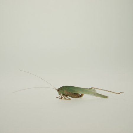 Hiroshi Watanabe<br /> <em>The Day The Dam Collapses &nbsp;#29 (Grasshopper), </em>2011<br /> Archival ink print<br /> 9 x 9", &nbsp;framed in 13 x 13" white metal frame<br /> Edition of 5<br />