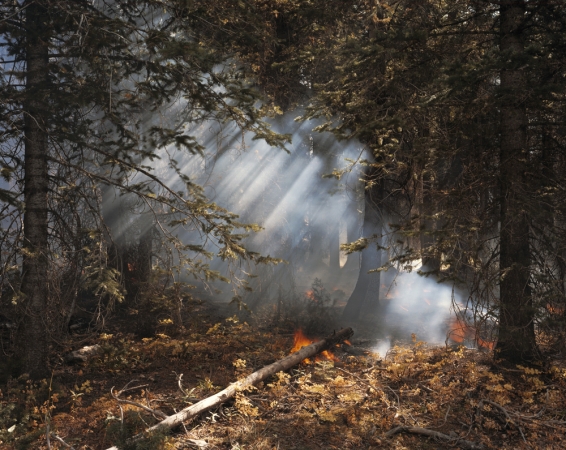 Laura McPhee<br /> <em>Understory Flareups, Fourth of July Creek, Valley Road Wildfire, Custer County, Idaho, </em>2005<br /> Digital chromogenic print<br /> 30 x 40” &nbsp; &nbsp;Edition of 5<br /> 50 x 60” &nbsp; &nbsp;Edition of 5<br /> 72 x 96” &nbsp; &nbsp;Edition of 5