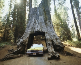 The Family Acid<br /> <em>Sequoia Garage, October 1988</em><br /> Archival pigment ink prints<br /> 20 x 24" &nbsp; &nbsp;Edition of 8