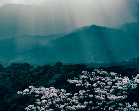 Eric Cahan, Cahan is the Cure, 2021