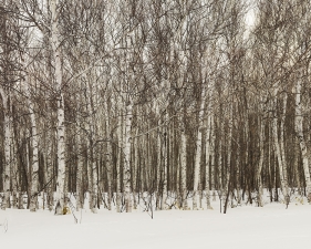 Josef Hoflehner<br /> <em>Birch Forest, Japan,&nbsp;</em>2012<br /> Archival pigment ink prints<br /> 32 x 41" &nbsp; &nbsp;Edition of 7<br /> 44 x 57" &nbsp; &nbsp;Edition of 9<br /> 62 x 82" &nbsp; &nbsp;Edition of 5<br /> <br />