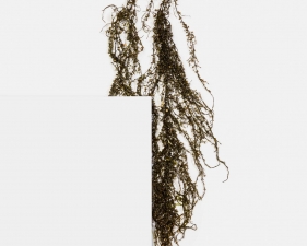 Delphine Burtin, Untitled (from the series Fragments), 2018