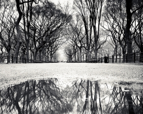 Josef Hoflehner<br /> <em>Central Park, New York City, New York, &nbsp;</em>2009<br /> Archival pigment ink prints<br /> 12 x 12" &nbsp; &nbsp;Edition of 15<br /> 20 x 20" &nbsp; &nbsp;Edition of 10<br /> 40 x 40" &nbsp; &nbsp;Edition of 5<br /> 60 x 60" &nbsp; &nbsp;Edition of 5<br /> <br />