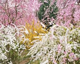 Jacqueline Hassink<br /> <em>Haradani-en 1 ,&nbsp;Northwest Kyoto,&nbsp;5 April 2010 (11:00–13:00)</em><br /> Chromogenic prints<br /> 24 x 30" &nbsp; &nbsp;Edition of 25<br />