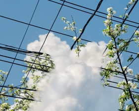 Kang Hee Kim, Spring has Sprung, 2019, 72 x 52 inches, edition of 3