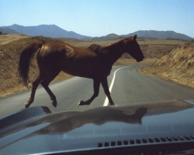 The Family Acid<br /> <em>Wild Horse Encounter, August 1974</em><br /> Archival pigment ink prints<br /> 20 x 24" &nbsp; &nbsp;Edition of 8