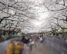 Matthew Pillsbury<br /> <em>Hanami #1, Ueno Park, Wednesday April 2nd</em>,&nbsp;2014 (TV14600)<br /> Archival pigment ink prints<br /> 20 x 24" &nbsp; &nbsp;Edition of 10<br /> 30 x 40" &nbsp; &nbsp;Edition of 6 (plus 2 APs)<br /> 50 x 60" &nbsp; &nbsp;Edition of 2 (plus 1 AP)