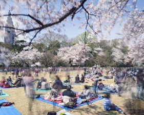 Matthew Pillsbury<br /> <em>Hanami #11, Shinjuku Gyoen, Saturday April 5th</em>, 2014 (TV14611)<br /> Archival pigment ink prints<br /> 20 x 24" &nbsp; &nbsp;Edition of 10<br /> 30 x 40" &nbsp; &nbsp;Edition of 6 (plus 2 APs)<br /> 50 x 60" &nbsp; &nbsp;Edition of 2 (plus 1 AP)