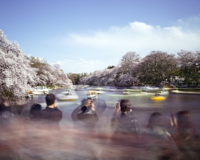 Matthew Pillsbury<br /> <em>Hanami #14, Inokashira Park, Saturday, April 5th</em>, 2014 (TV14614)<br /> Archival pigment ink prints<br /> 20 x 24" &nbsp; &nbsp;Edition of 10<br /> 30 x 40" &nbsp; &nbsp;Edition of 6 (plus 2 APs)<br /> 50 x 60" &nbsp; &nbsp;Edition of 2 (plus 1 AP)