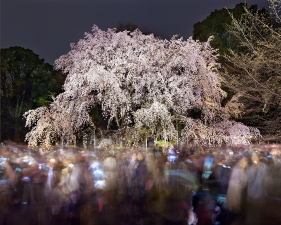 Matthew Pillsbury<br /> <i>Hanami 20, Rikugien, Sunday March 29th, 2015</i>(TV15020)<br /> Archival pigment ink prints<br /> 20 x 24" &nbsp; &nbsp; Edition of 10<br /> 30 x 40" &nbsp; &nbsp; Edition of 6 (plus 2 APs)<br /> 50 x 60" &nbsp; &nbsp; Edition of 2 (plus 1 AP)