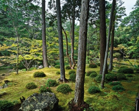 Jacqueline Hassink<br /> <em>Saihō-ji 13, summer,&nbsp;Southwest Kyoto,&nbsp;30 May 2009 (13:00–15:00)</em><br /> Chromogenic prints<br />41 x 51" and 50 x 63" &nbsp; Shared edition of 7<br />