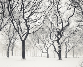 Josef Hoflehner<br /> <em>Snow Capped Central Park, Study 5, New York City, New York, &nbsp;</em>2011<br /> Archival pigment ink prints<br /> 12 x 12" &nbsp; &nbsp;Edition of 15<br /> 20 x 20" &nbsp; &nbsp;Edition of 10<br /> 40 x 40" &nbsp; &nbsp;Edition of 5<br /> 60 x 60" &nbsp; &nbsp;Edition of 5<br /> <br />