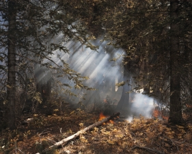 Laura McPhee<br /> <em>Understory Flareups, Fourth of July Creek, Valley Road Wildfire, Custer County, Idaho, </em>2005<br /> Digital chromogenic print<br /> 30 x 40” &nbsp; &nbsp;Edition of 5<br /> 50 x 60” &nbsp; &nbsp;Edition of 5<br /> 72 x 96” &nbsp; &nbsp;Edition of 5